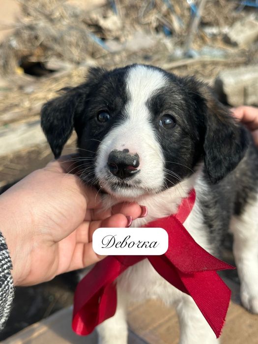 Щенки в добрые руки