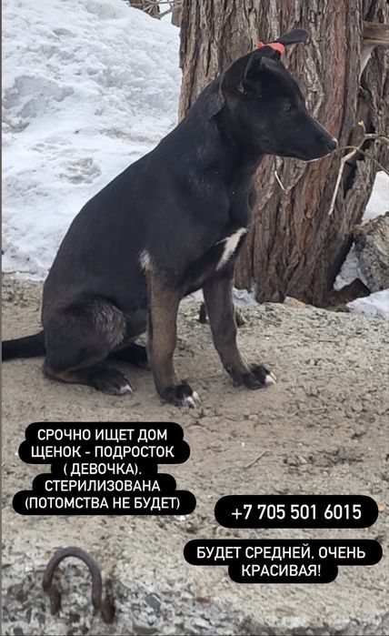 Отдам щенка подростка