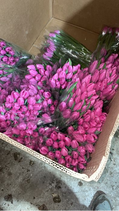 Тюльпан Караганда