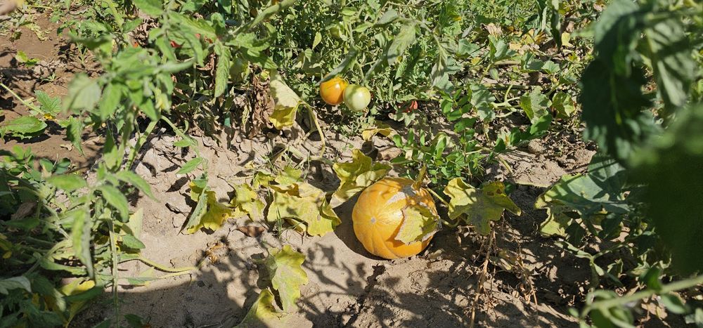 Продава се Къща в Варна, м-т Боровец - север - 30 кв.м за 4234 €/кв.м - Снимка #6