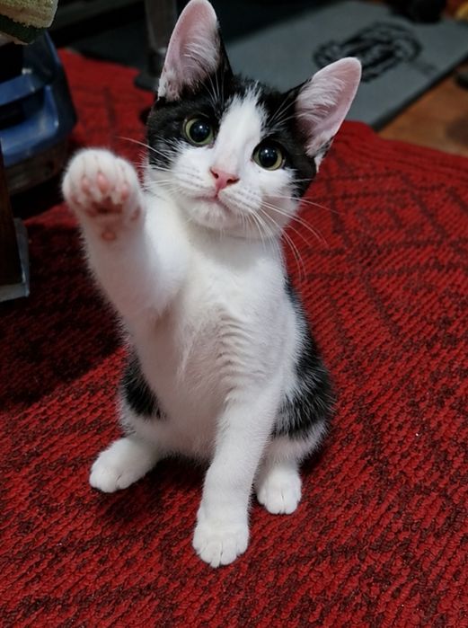 Котёнок девочка Джойя ищет любящую семью