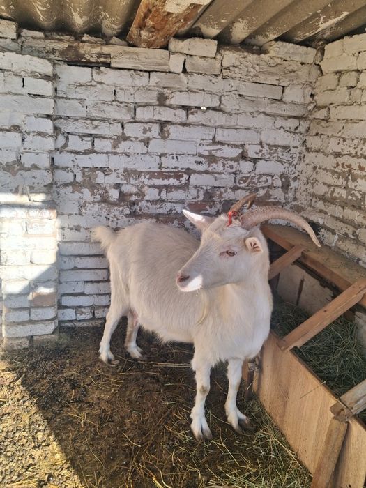 Срочно! Продаются козы