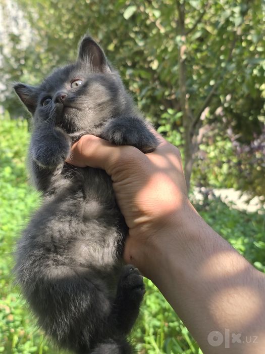 1 , 5 oylik scottısh strayt bolası