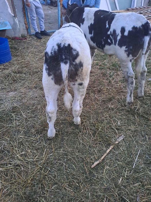 Aduc viței de rasă pe comandă dumneavoastră!!