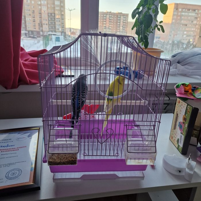 Волнистые попугаи