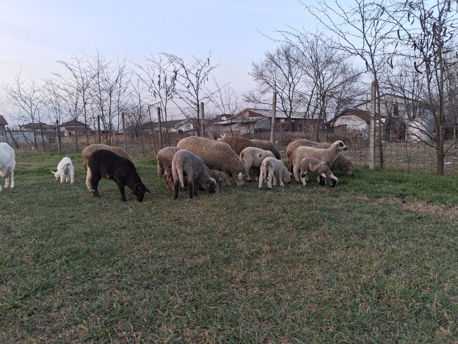 Oi cu miei de vanzare