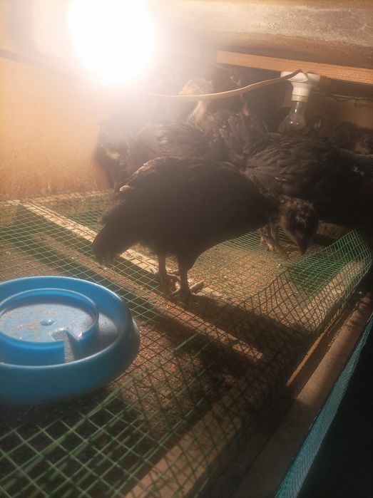 Қора Шахзода жожалари 1ойлик сотилади