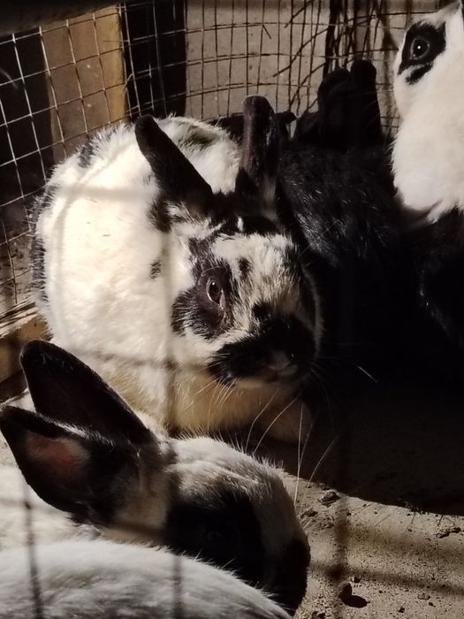 Куёнлар сотилади