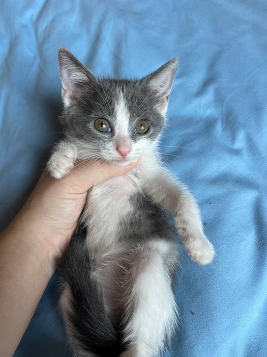 Котята бесплатно