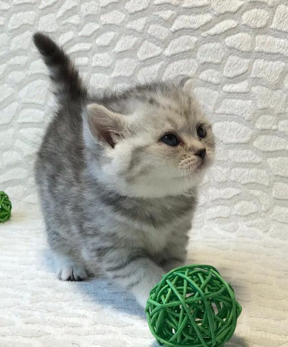 Британские Котята .