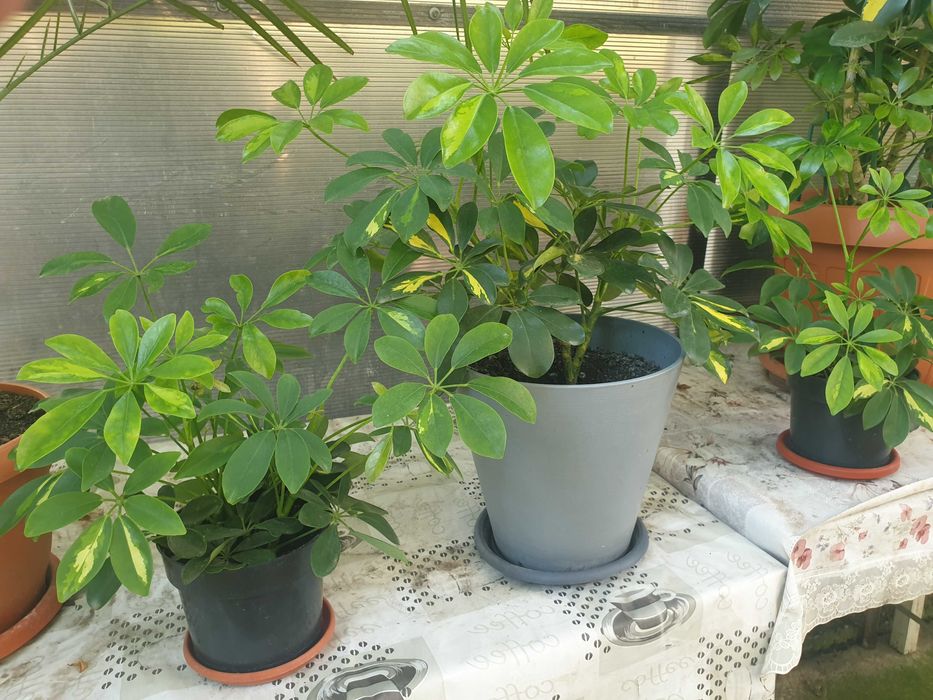 Vand plante la ghiveci