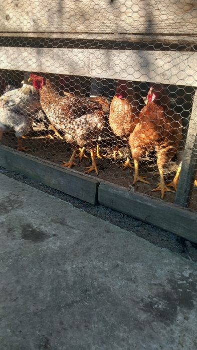 Vând cocoși și struți