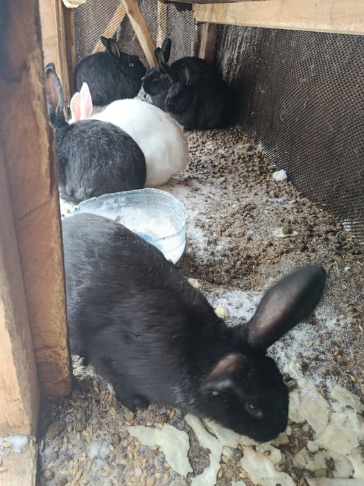 Продам молодых кролов!