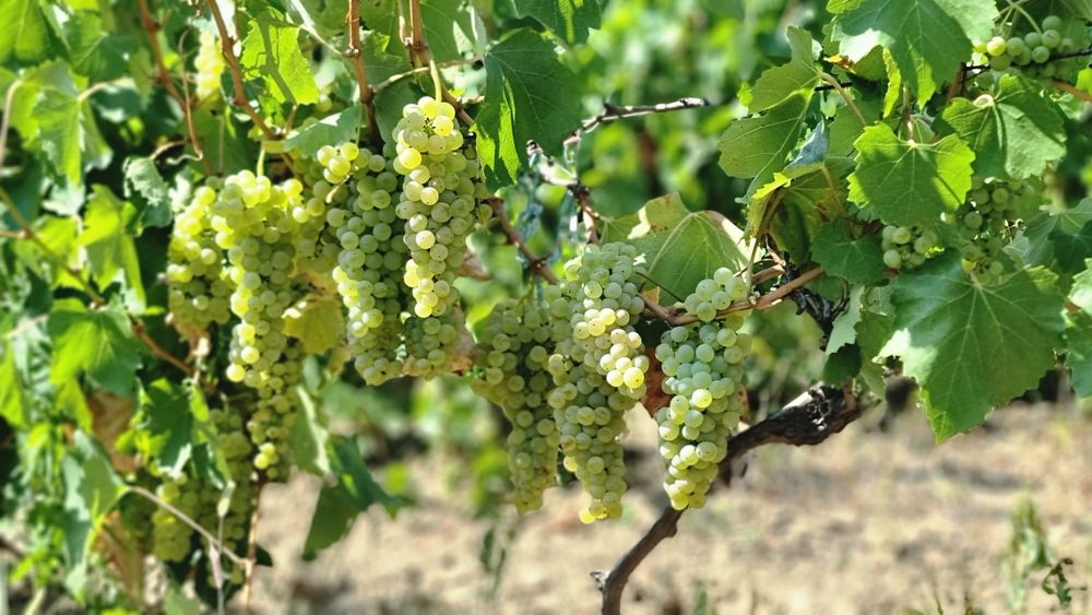 Struguri de vin din vrancea