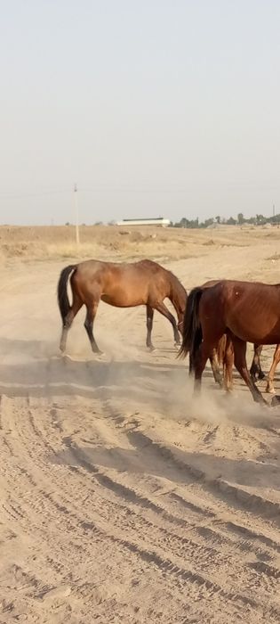 2та она бола Бия сотилади