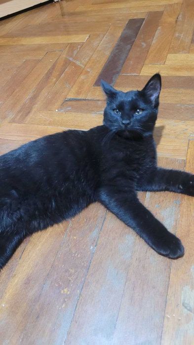 отдам в хорошие руки