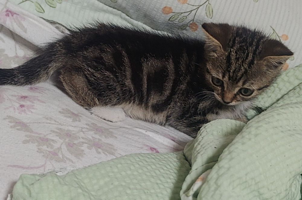Красивые котята!