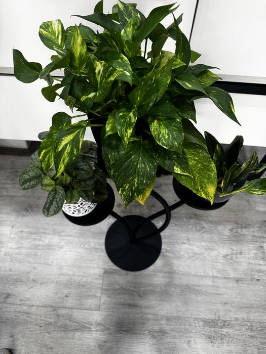 Сциндапсус пиктус аргуреус, монстера, эпипремнум, комнатные цветы