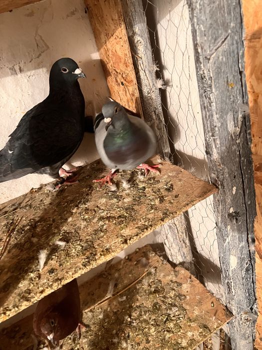 Vand 12 porunbei voiajori