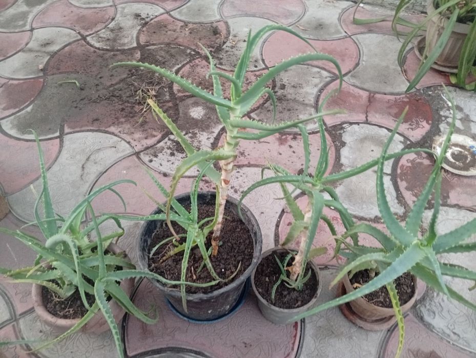 Продаю 3 летний алое