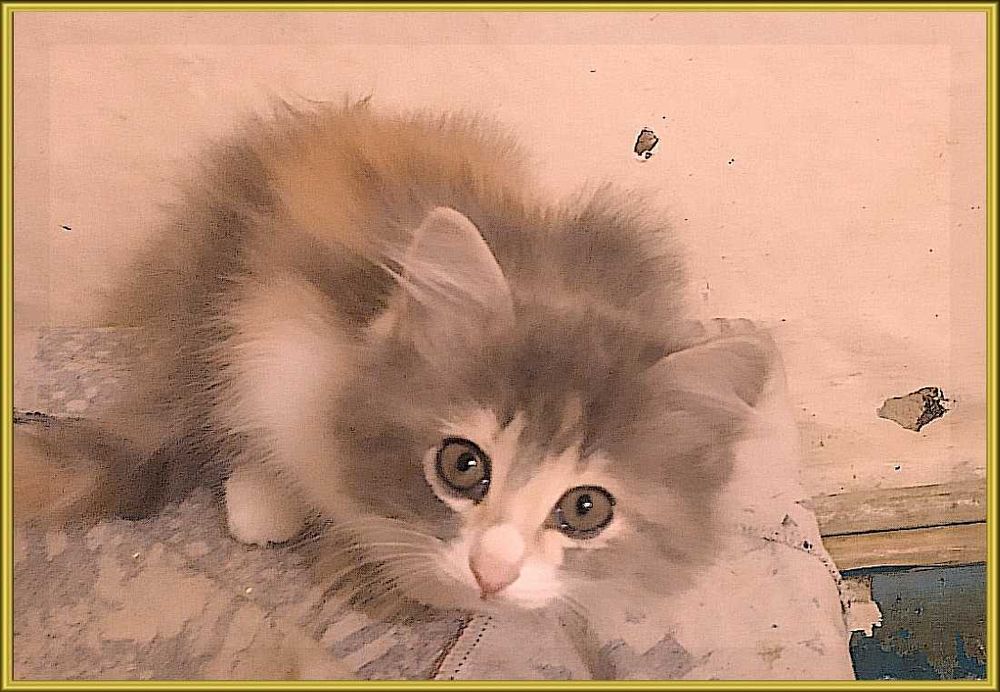 котята в хорошие руки
