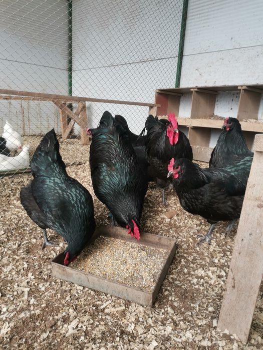 Продавам оплодени яйца от черен Австралорп... Работя с еконт и спиди