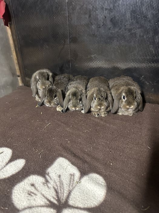 Iepuri berbec german pitic