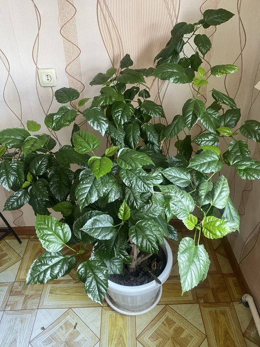 Срочно! Продается домашний красивый цветок китайская роза