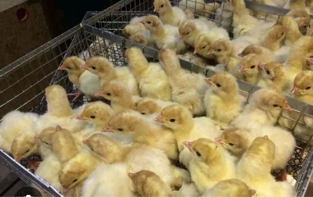 Индюшата  оптом и в розницу