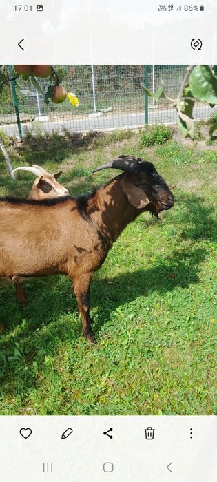 Tap(mascul adult - rasa alpina franceza)