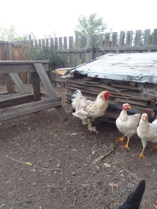 Продаю петухов брама