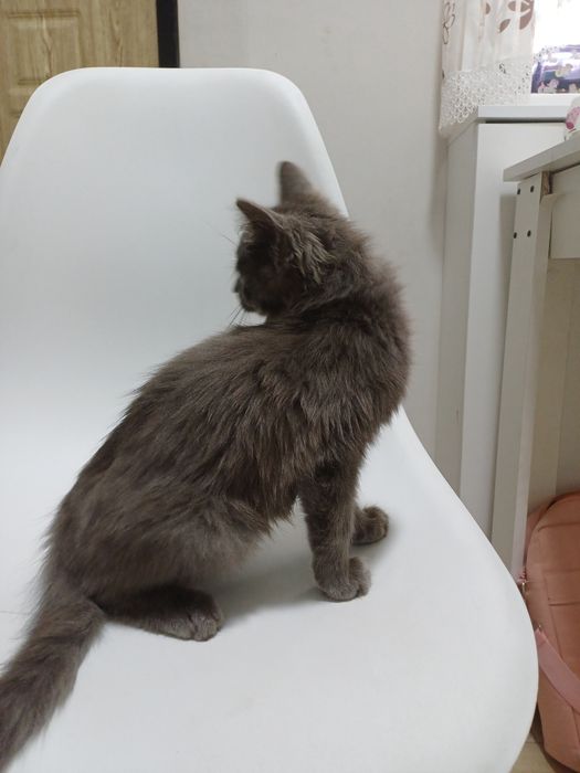 Котенок, мальчик. Отдам за 1000