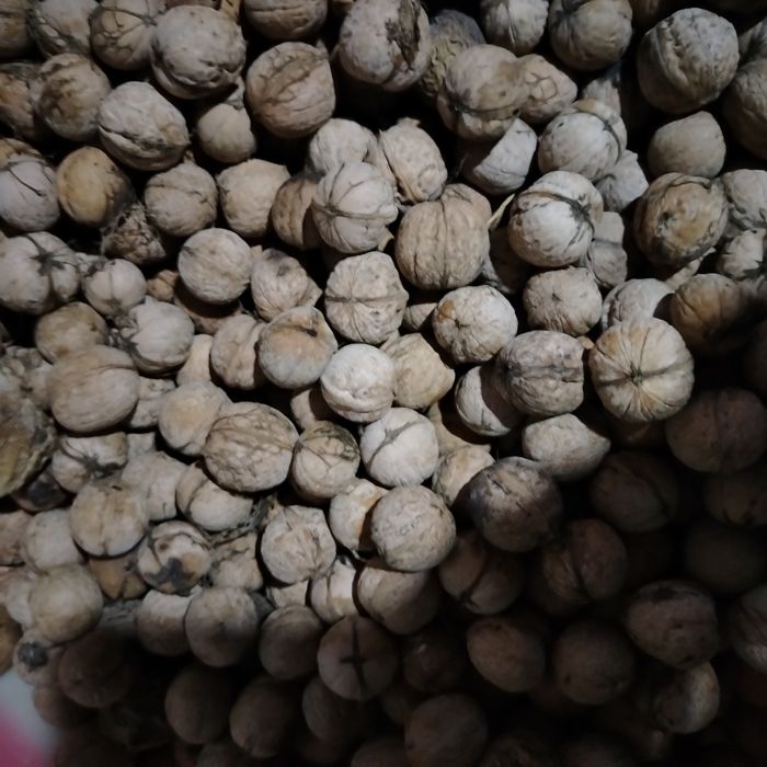 Жаңғақ бар әдемі