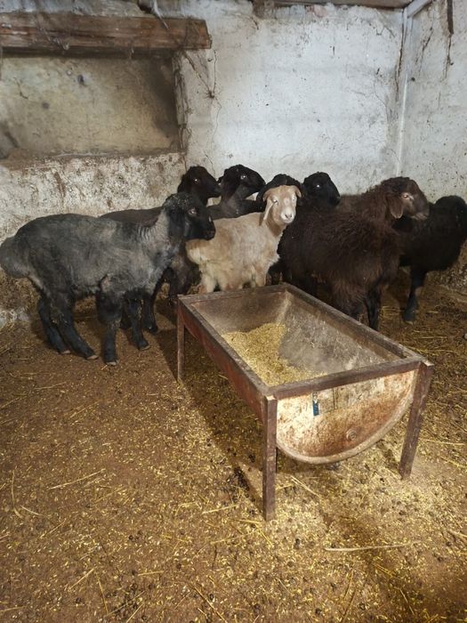 Продаю барановвв