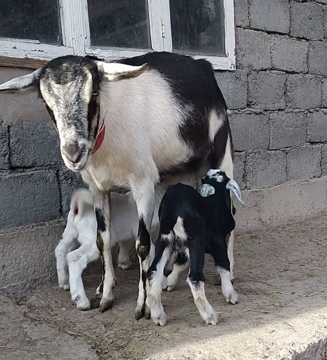 Альпийский пиакок ешкі сатылады