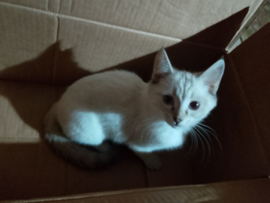 Котята от сиамской кошки