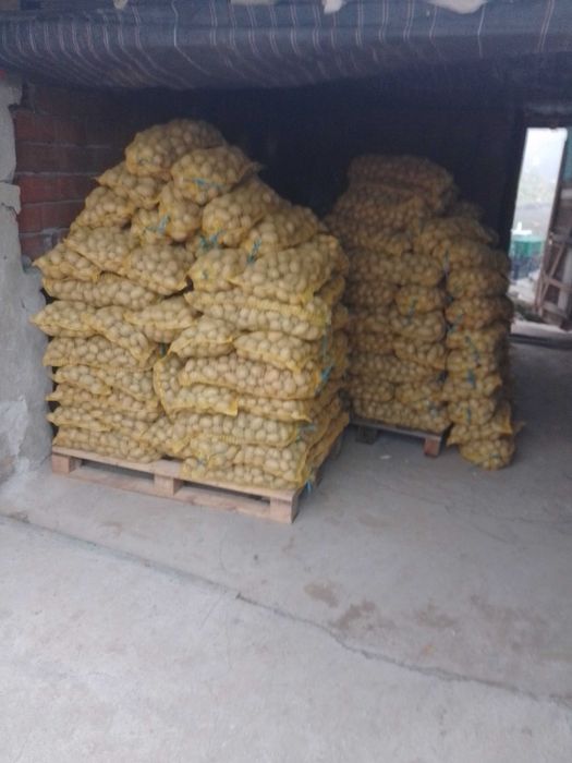 Картофи За Семе Клас А