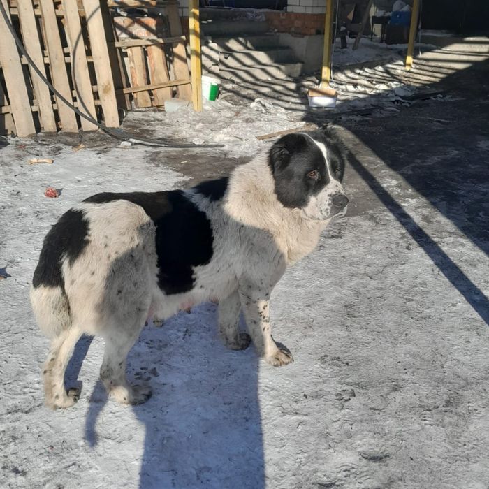 Продам щенков Алабай