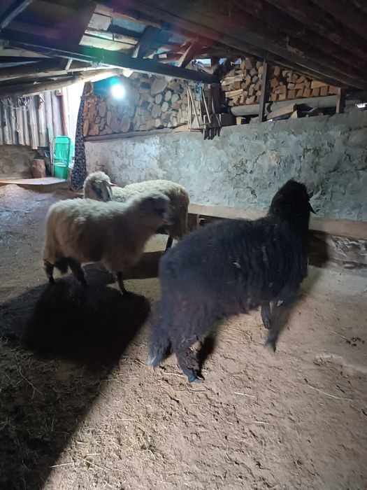 Едногодишни мъжки яки шилета, стават за дамазлък, курбан и чеверме