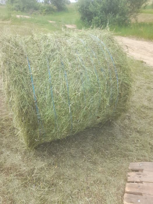 De vânzare baloti rotunzi 120/120