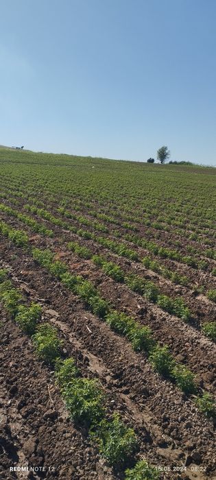 Mayiski payvandga namatak sotiladi