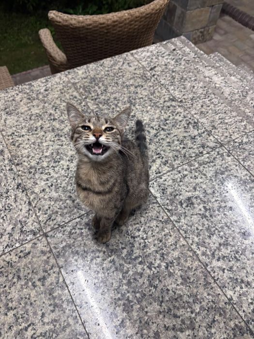 Кошка, бенгал, 5 месяцев