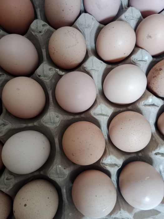 Инкубационный яицо Билефельдер.