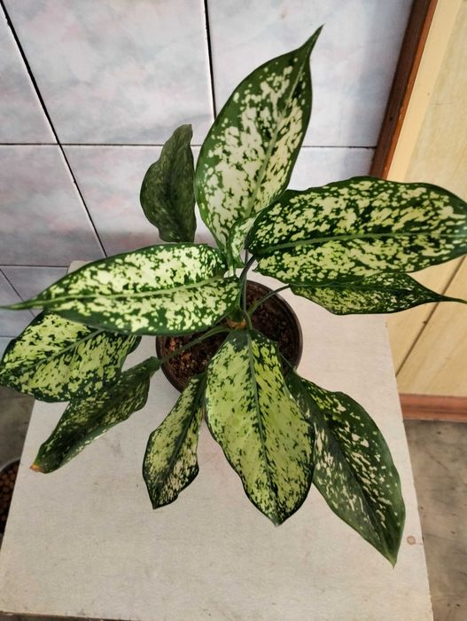 Аглаонема белозеленая
