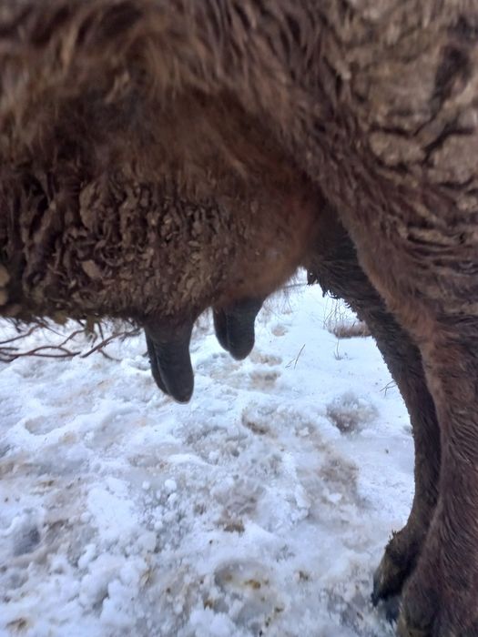 Продам Алатаускую корову.