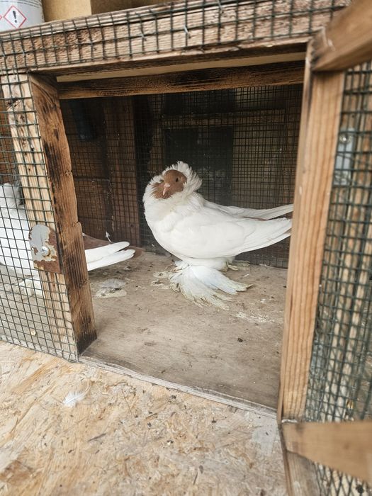 Porumbei Cap de Maur