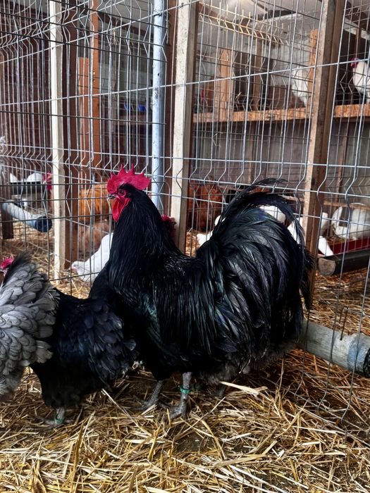 Oua incubat Australorp