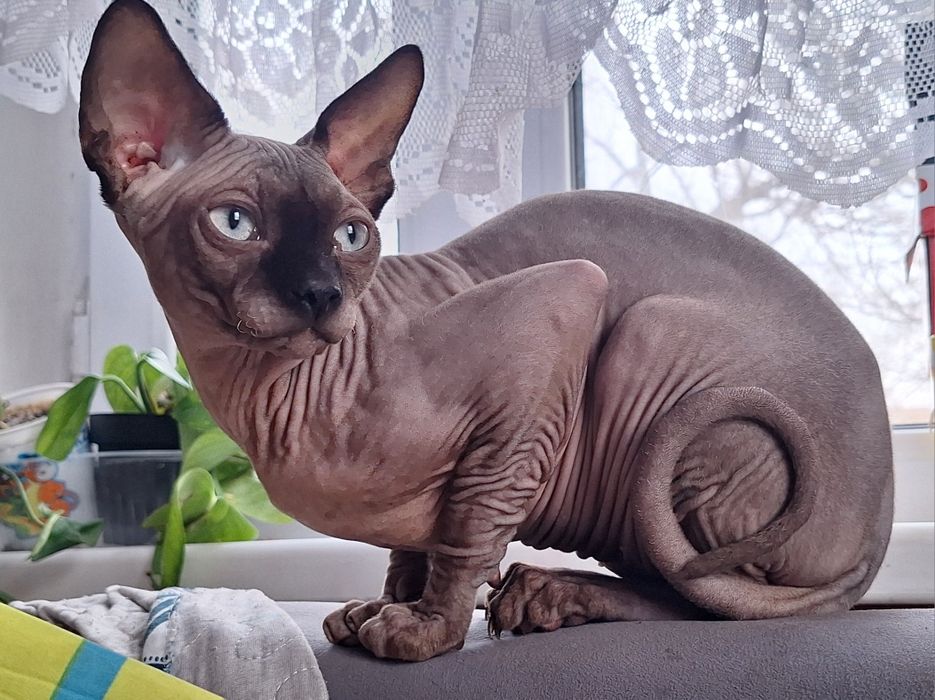 Чистокровный Канадец, мальчик  8 мес.