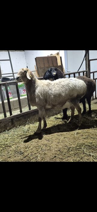 Арашан қойлар - Арашаны овцематки