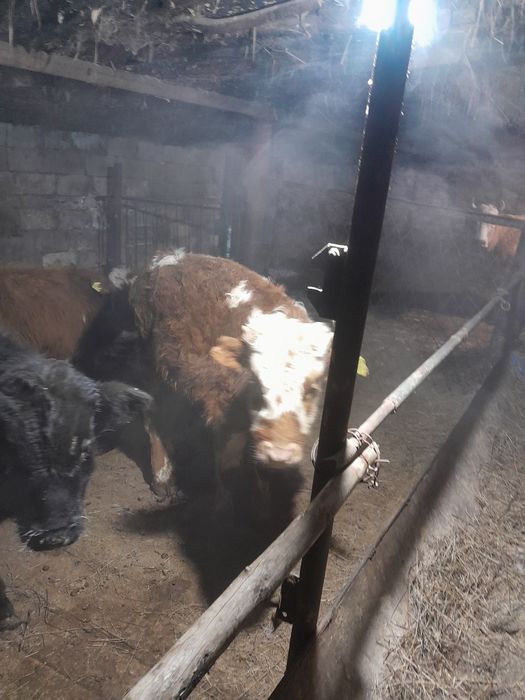 Продам бука 4 голово